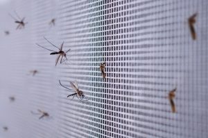 Quanto costano delle buone zanzariere?