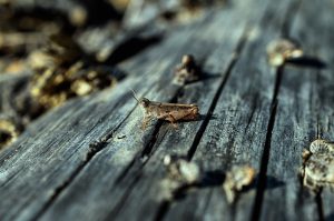 Gli Insetti del Legno: Quali Sono e Come Affrontarli
